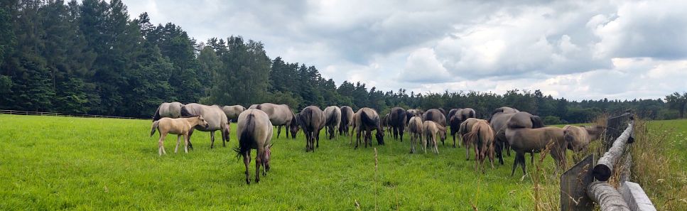 Konik polski; fot. Rafa� Kraska